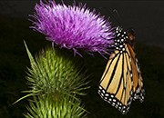 Image of a Monarch butterfly on a flower