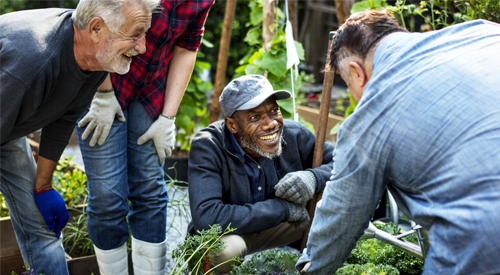 Group of older men and a woman working together in garden