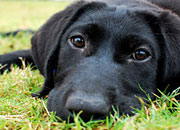 black puppy laying in the grass