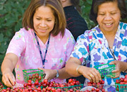 Two health care workers pick out cherries at a farmers market