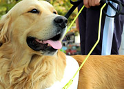 Guide dog golden retriever standing next to a man