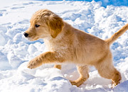 A puppy tenatively walks in the snow