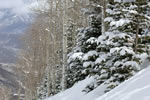 Outdoor scenic view of snow covered trees on the slopes near Snowmass Village.