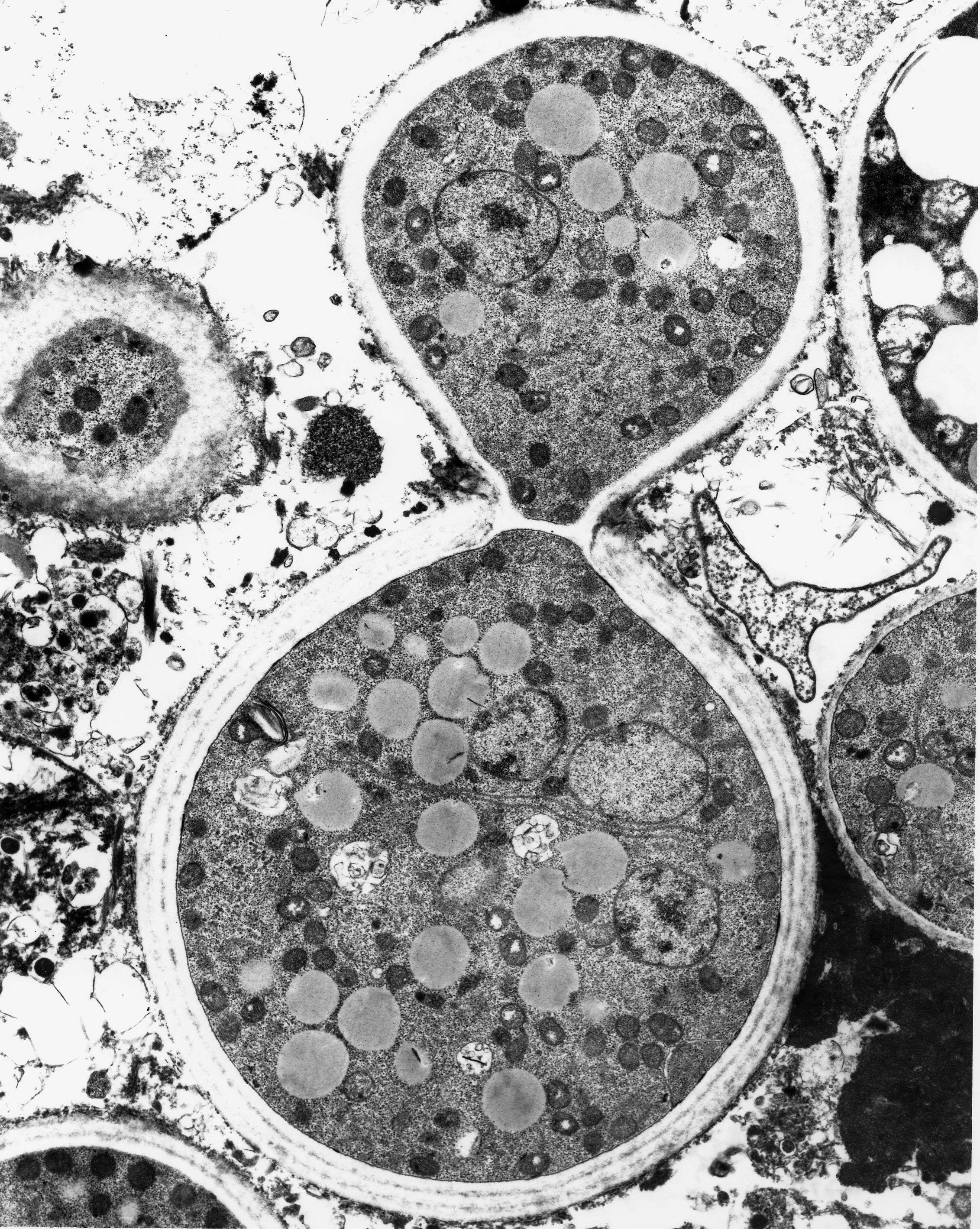 Scanning Electron Microscope Structure