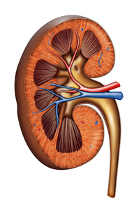anatomical drawing of a kidney section