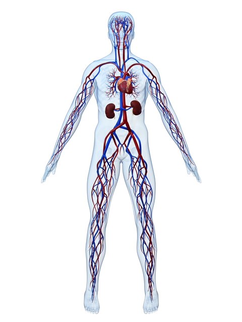 human body illustrating veins and arteries