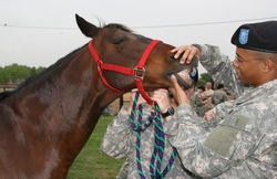 army vet working on horse