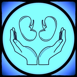 drawing of cupped hands holding kidneys