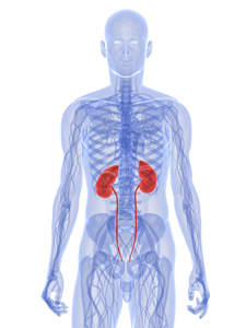 human anatomy image with kidneys highlighted