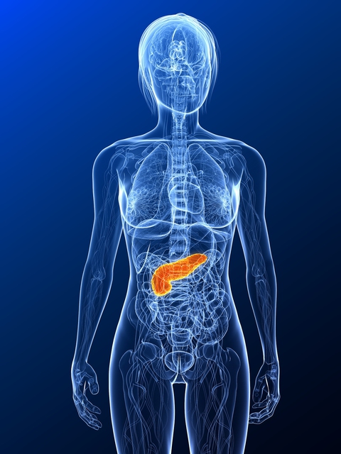location of pancreas in the human body