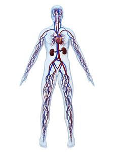 human anatomy figure showing arteries, veins, kidneys, and heart