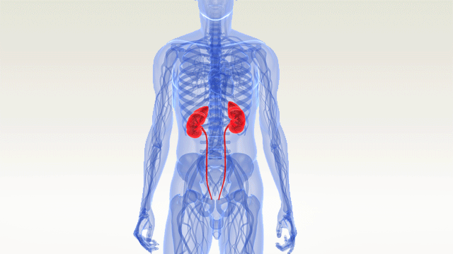 diagram of kidneys