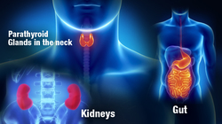 diagram of glands, kidneys, gut