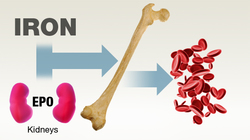diagram showing how iron is used in the bones, kidneys, and blood cells