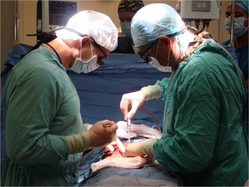 surgeons performing a kidney transplant operation