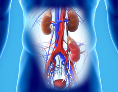 diagram to show where transplanted kidneys are placed