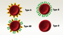 diagram of different blood types - Type A, B, AB, and O