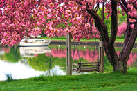 flowering crab tree with a swing next to a pond