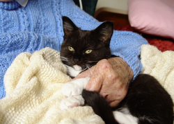 older man with a black cat in his lap