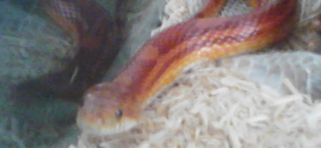 That's a corn snake; he lives in my room. I took a picture of him because he is my pet. It’s kind of like, yeah, I live among snakes.
