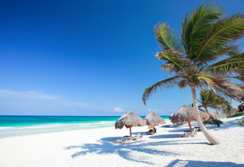 Image of a beach with palm tree