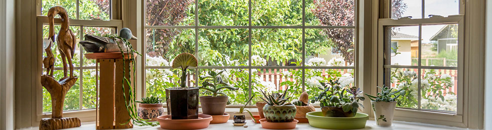 plants on window sil