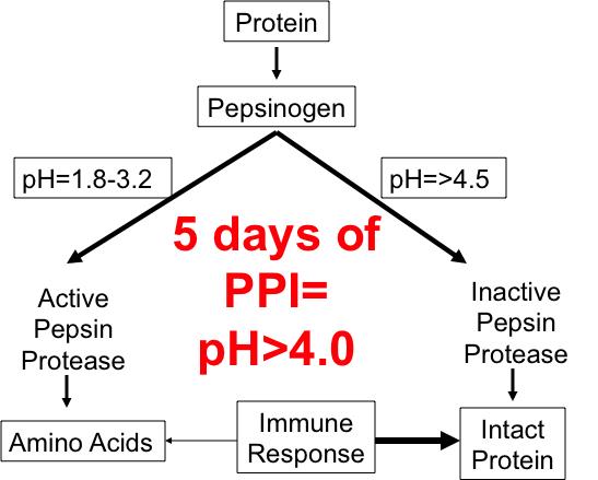 Graphic supporting document text concerning how acidic environment activates pepsinogen to create protease that helps break down proteins.