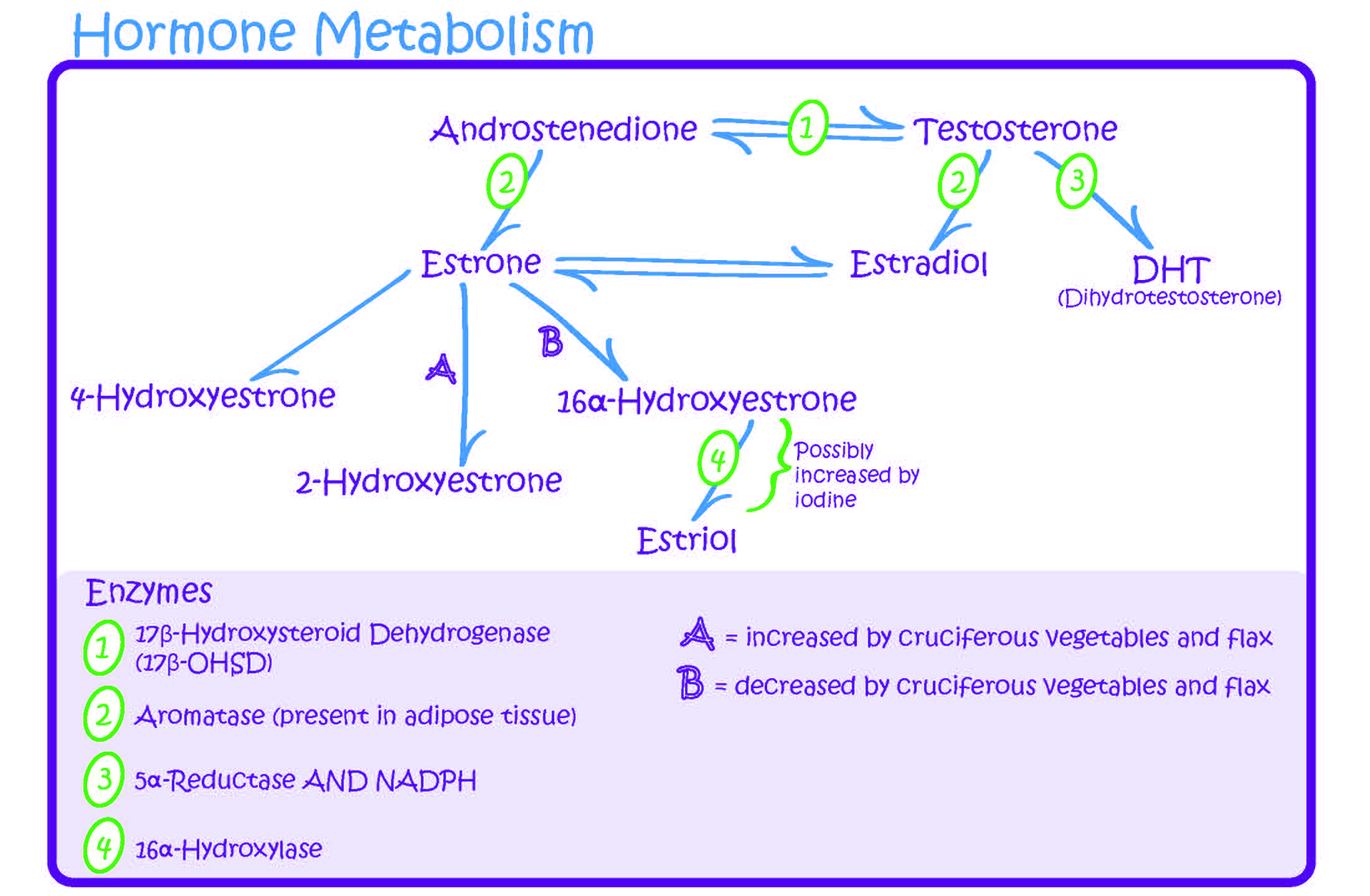 Figure 1 outlines how estrogens fit into the steroid metabolism pathway.