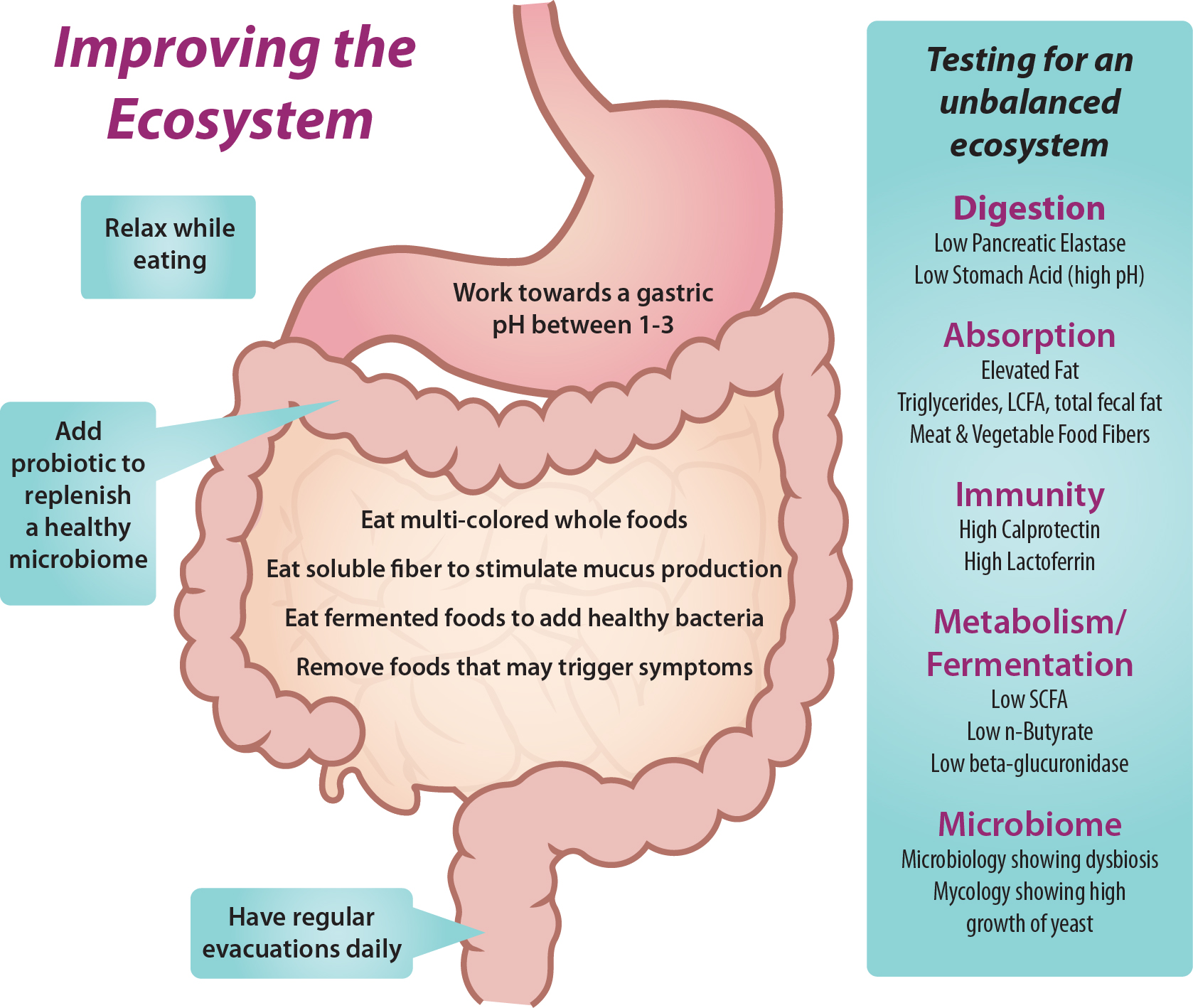Graphic of stomach and intestinal tract. Through the course of the graphic, tips state: Relax while eating. Work towards a gastric pH between 1-3. Add probiotic to replenish a healthy microbiome. Eat multi-colored whole foods. Eat soluble fiber to stimulate mucus production. Eat fermented foods to add healthy bacteria. Remove foods that may trigger symptoms. Have regular evacuations daily. In a side bar to the right of the graphic lists the following information. Header: Testing for an unbalanced ecosystem List: Digestion: Low Pancreatic Elastase; Low Stomach Acid (high pH). Absorption: Elevated Fat; Triglycerides, LCFA, total fecal fat; Meat & Vegetable Food Fibers. Immunity: High Calprotectin; High Lactoferrin. Metabolism/Fermentation: Low SCFC, Low n-Butyrate, Low beta-glucuronidase. Microbiome: Microbiology showing dysbiosis; Mycology showing high growth of yeast