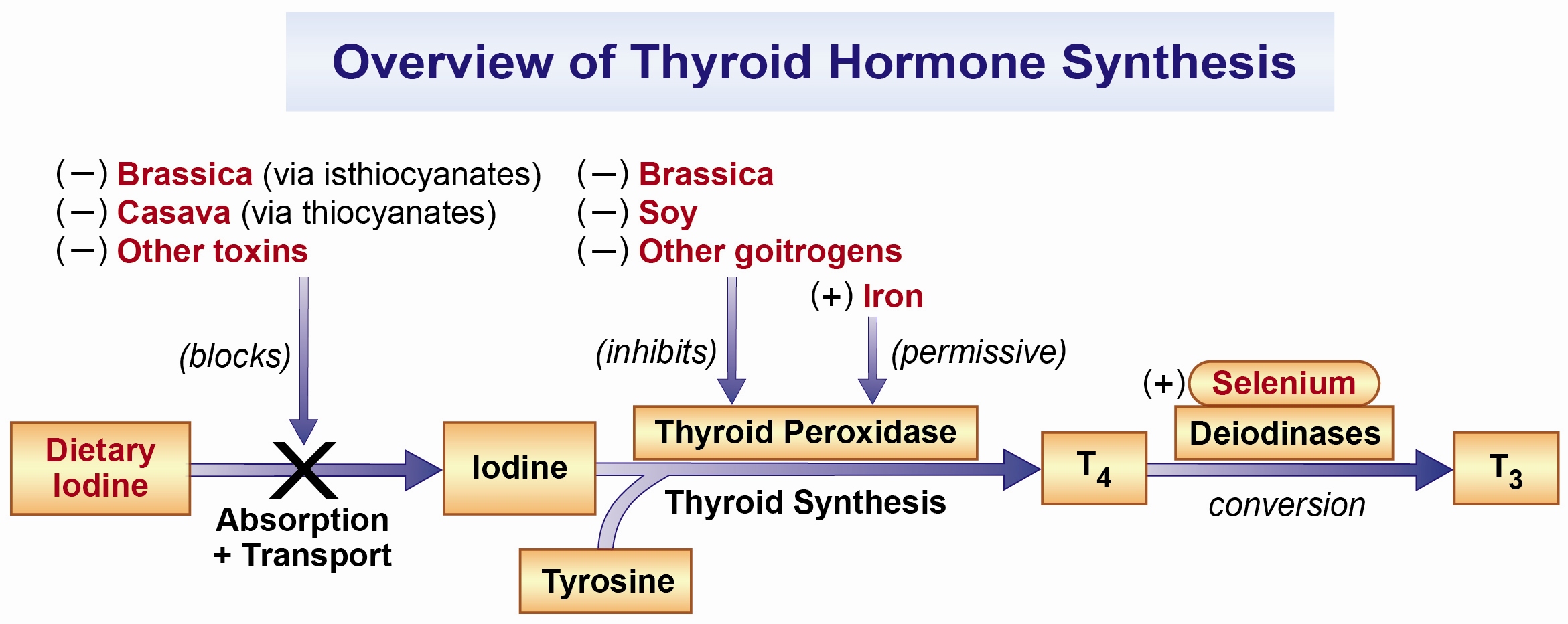 A process diagram shows how brassica, cassava, soy, goitrogens and other toxins can inhibit the production of the thyroid hormone while iron and selenium can aid in the process