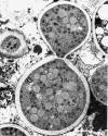 The yeast-like cells of Blastomyces dermatitidis typically have multiple (3-5) nuclei (Figure 1) 