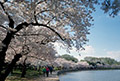 DC Cherry blossoms