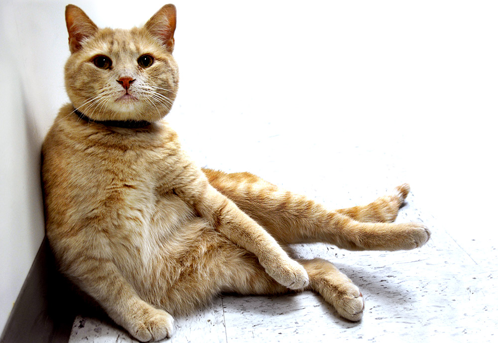 Close-up of an orange cat sitting in a hallway. Close-up of an orange cat sitting in a hallway.